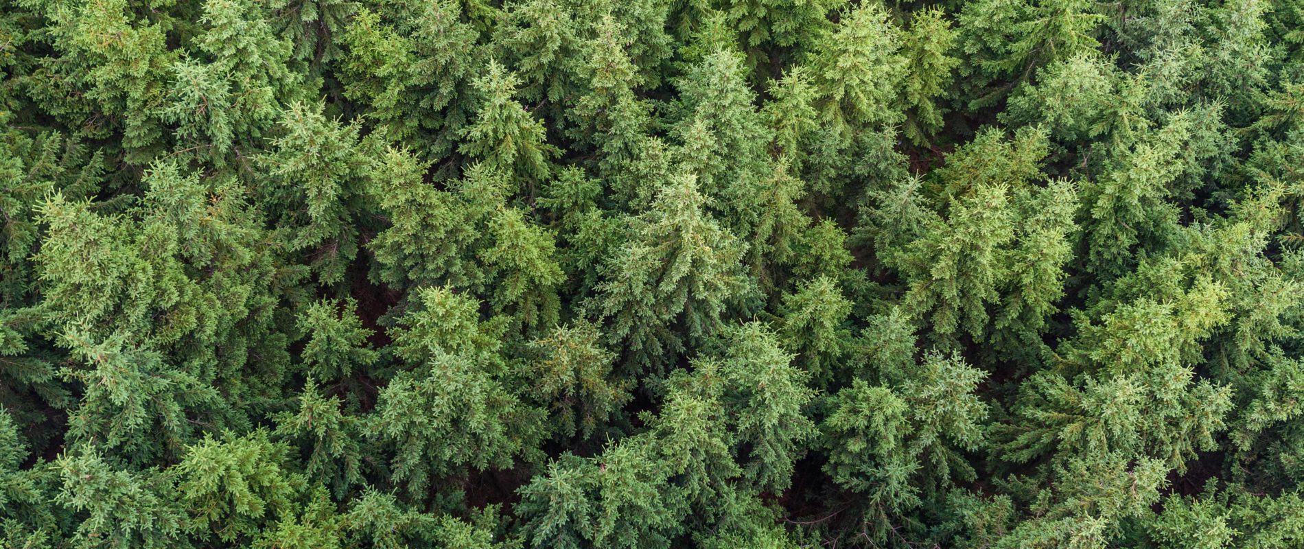 Aerial photo of forest