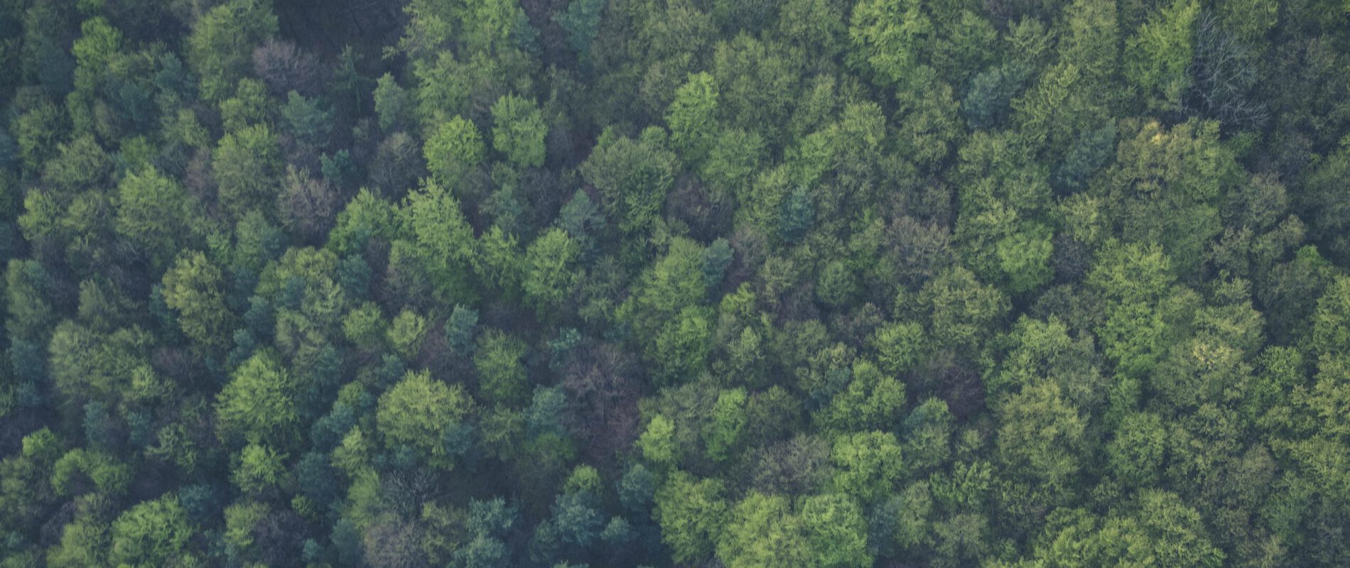 Picture of aerial view of the forest captured by a drone