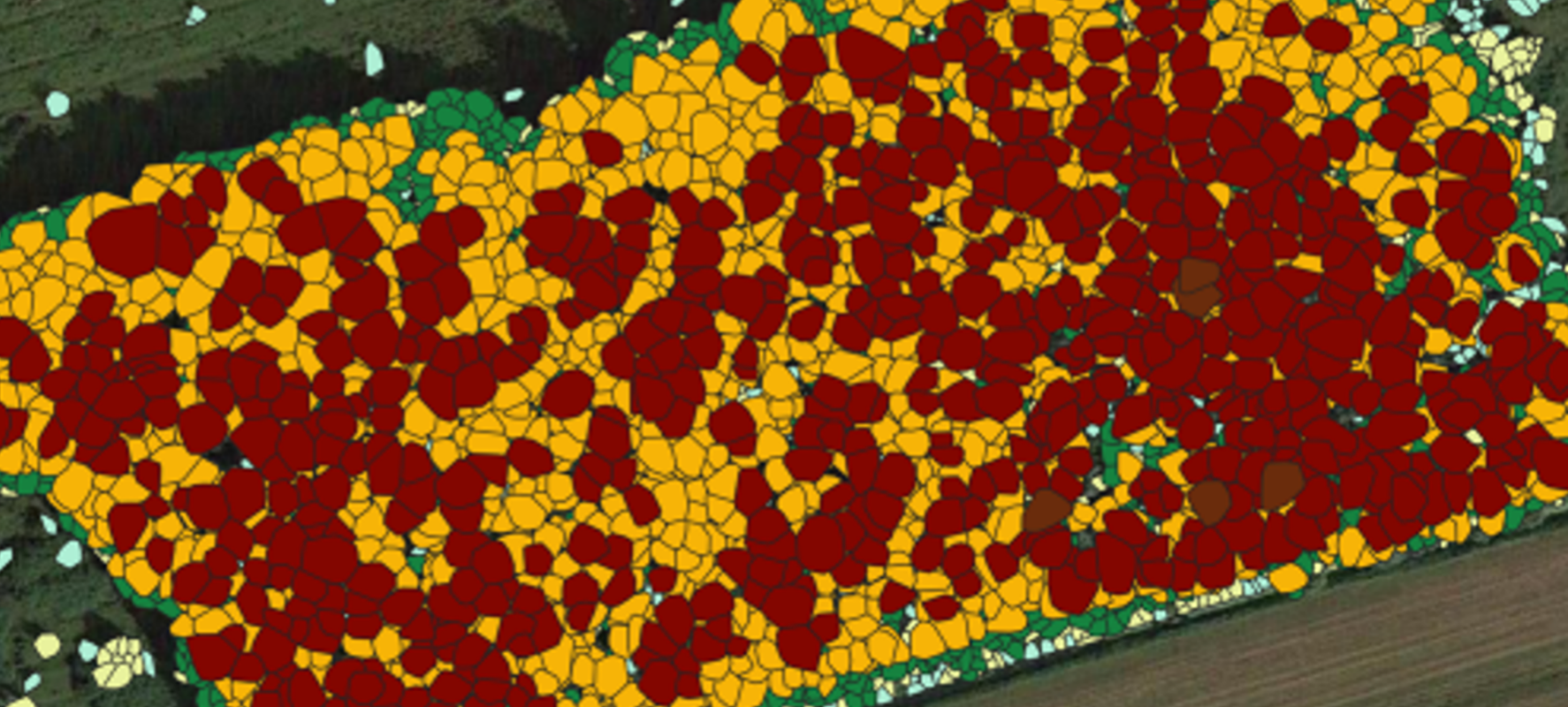 Tree canopies mapped digitally