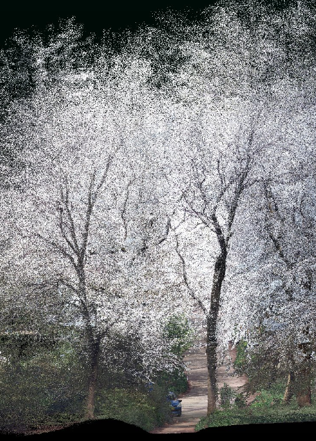 Point cloud scan of trees along the bike path in Heiloo